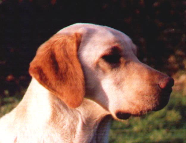 Field Trial Champion Boadlaw Elder Of Laggengill