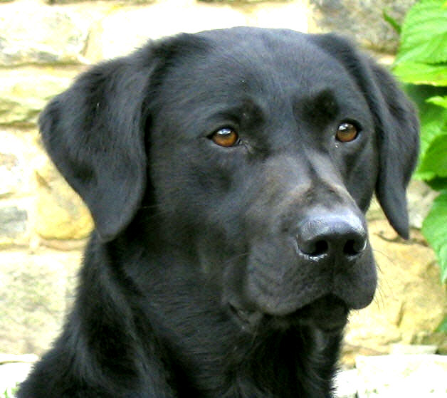 labrador drakeshead puppies sale