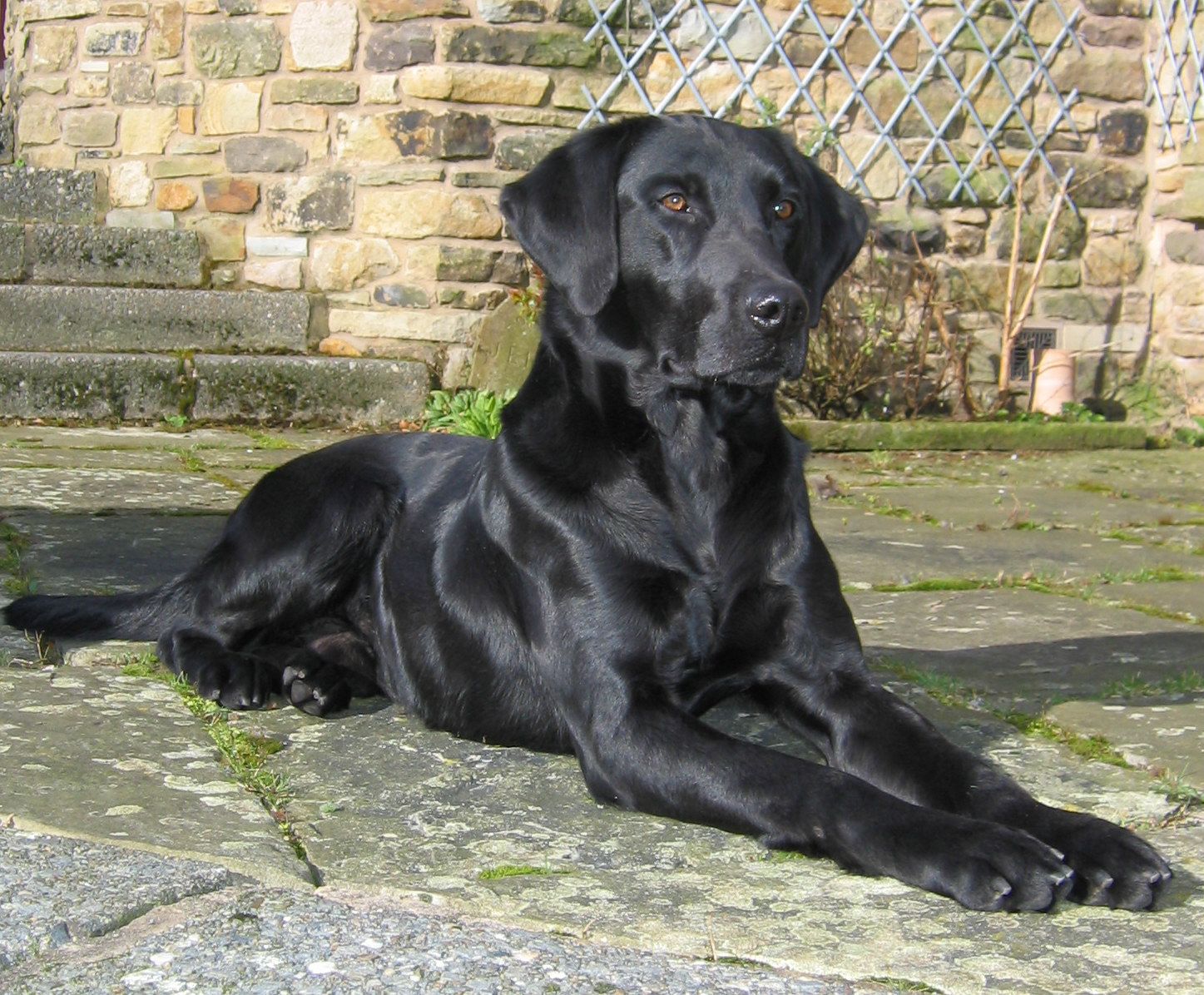 labrador drakeshead puppies sale